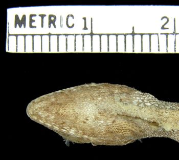 Media type: image; Herpetology R-154316